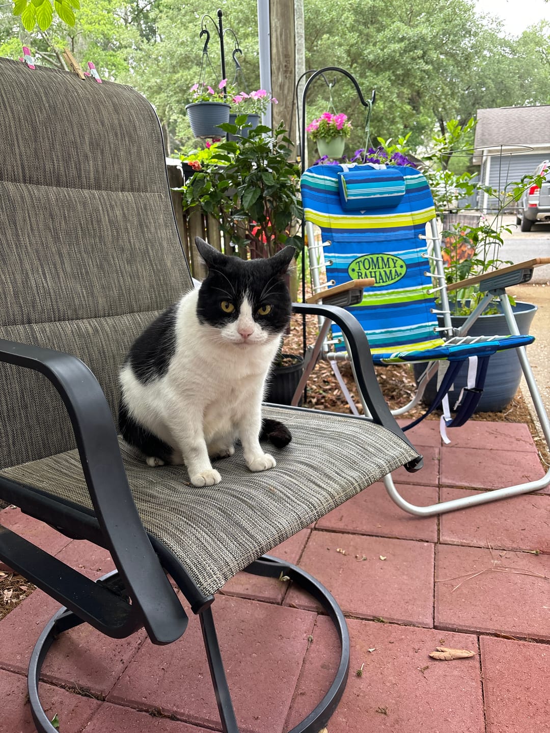 Customer photo review of Mange Treatment for Cats - Treats Feline Sarcoptic & Demodectic Mange, Scabies & Ear Mites