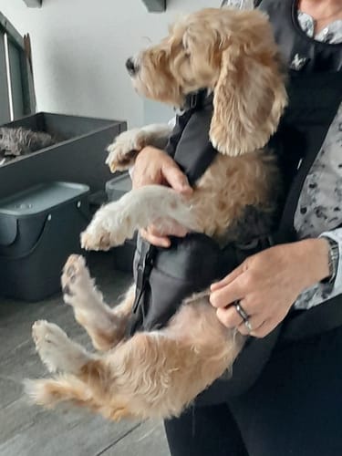 Customer photo review of PawPal Voyage Veste