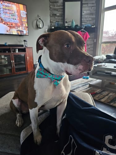 Amanda B. review of Flamingo Bow Tie for Dog and Cat Collar image 1 out of 1