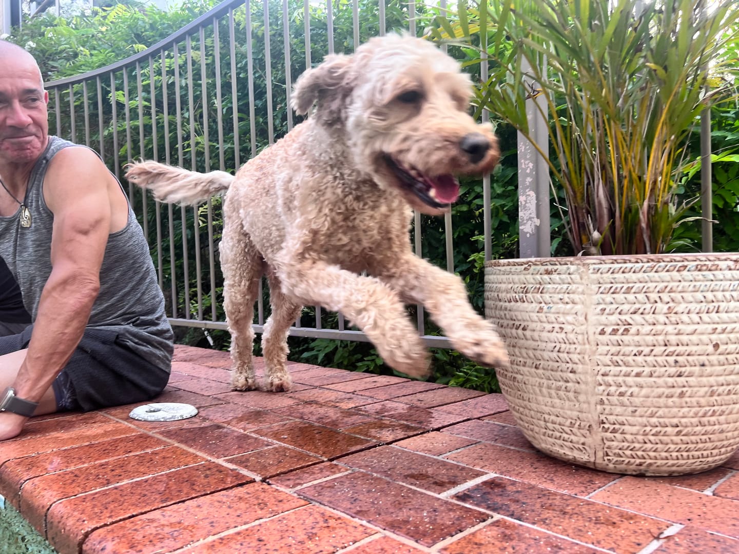 Customer photo review of PRIMAL WILD PROTEIN - Raw Superfood Mix for Dogs