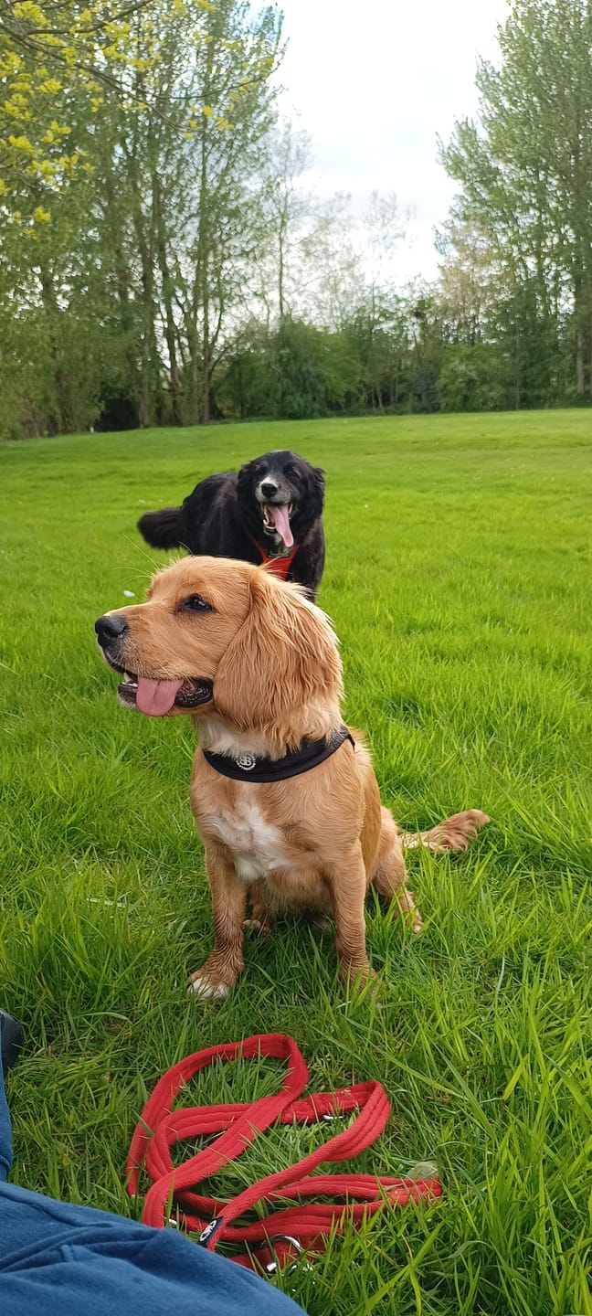 Customer photo review of Boomerang Harness - Non Restrictive, Lightweight, Small - Medium Breeds - Black