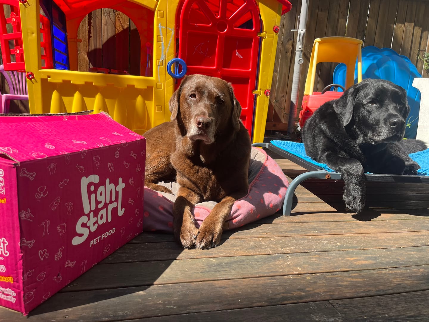 Customer photo review of Combination Box for Dogs