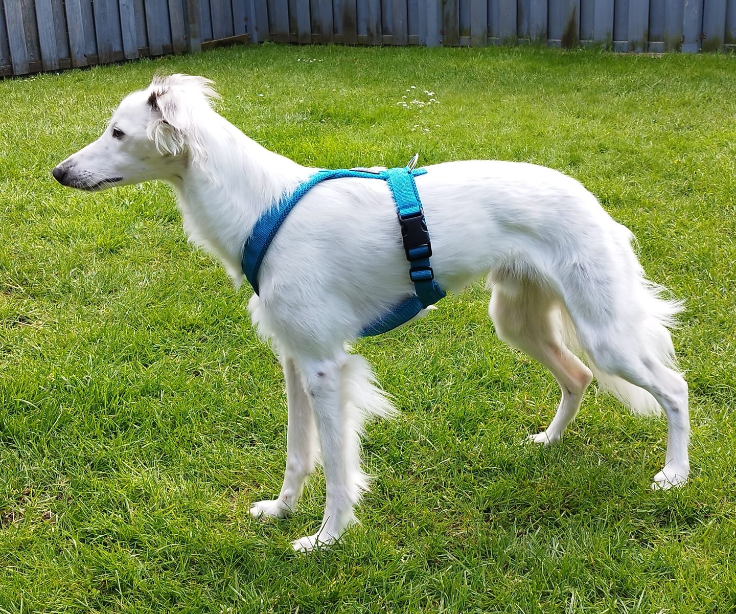 Customer photo review of Windhundgeschirr FUN "Tropical Aqua"