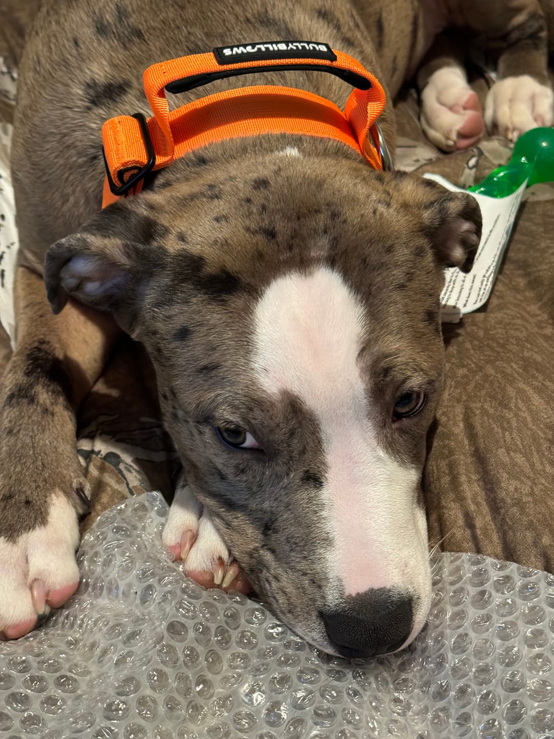 Customer photo review of 4cm Combat® Collar | With Handle & Rated Clip - Orange v2.0