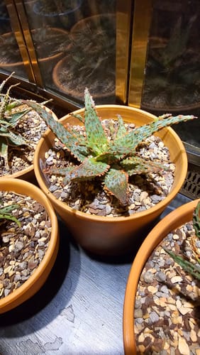Customer photo review of Aloe Amethyst | Aloe Hybrid