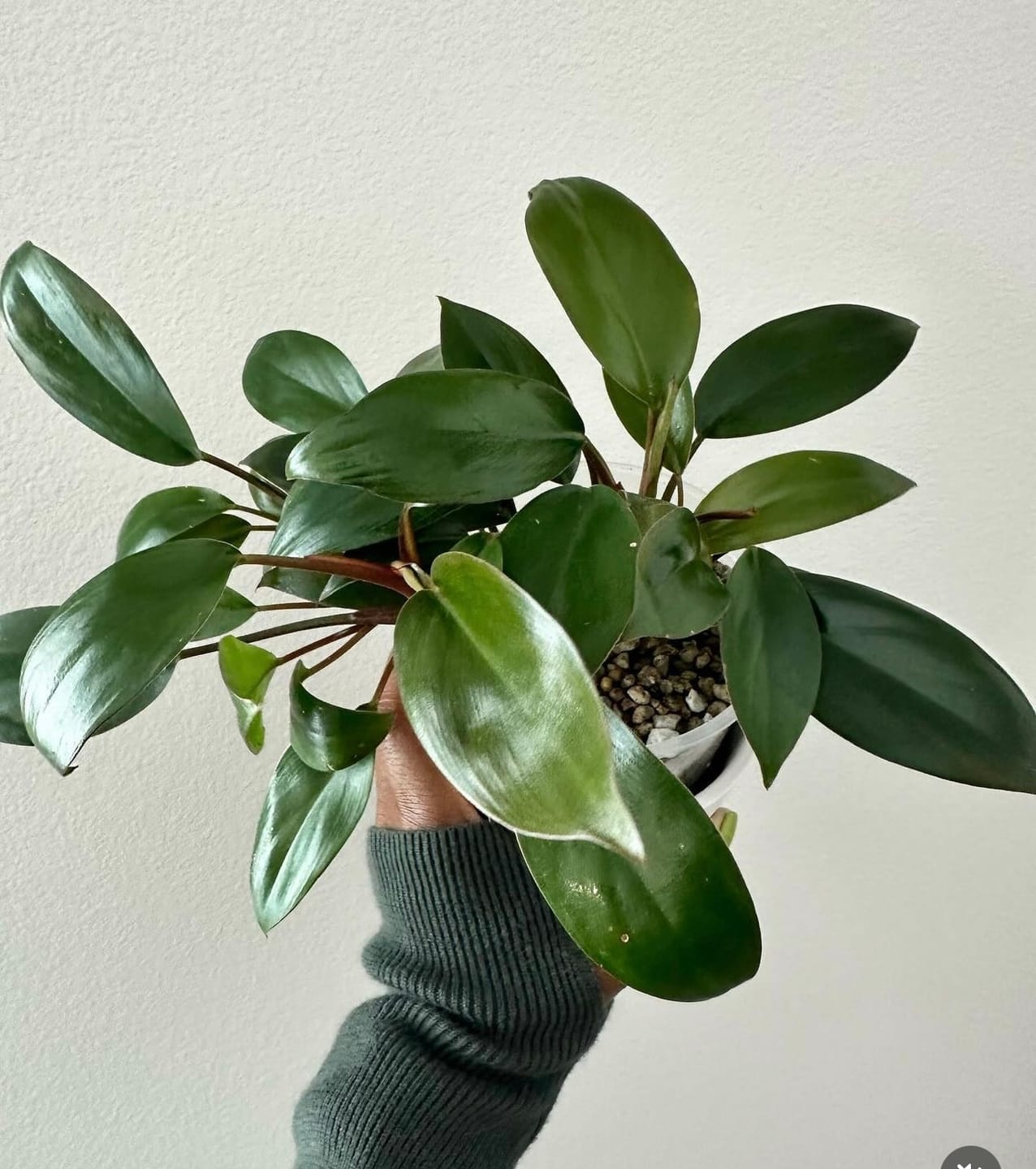 Customer photo review of Philodendron 'Red Congo Mini'
