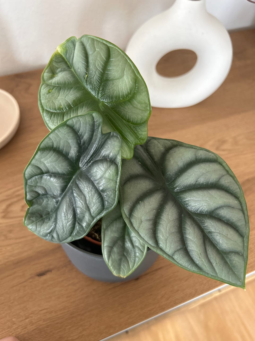 Customer photo review of ALOCASIA SILVER DRAGON