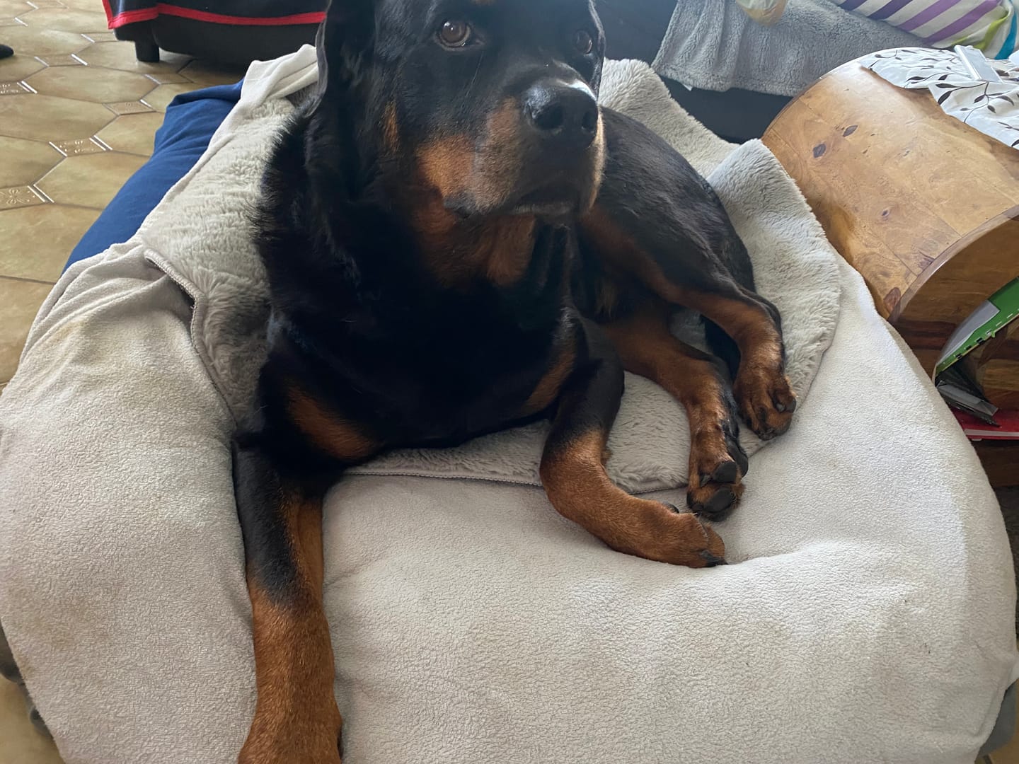 Customer photo review of Orthopädische Hunde Couch