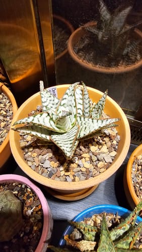 Customer photo review of Aloe Candy Cane | Aloe Hybrid