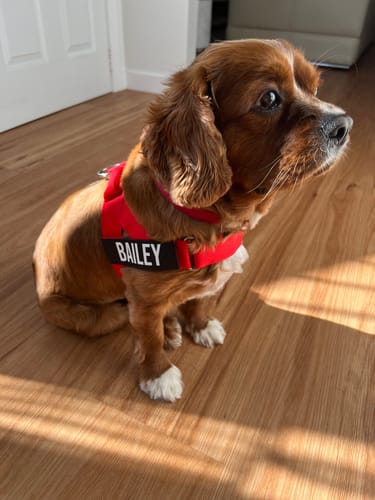 Customer photo review of Dog Lovers Pack