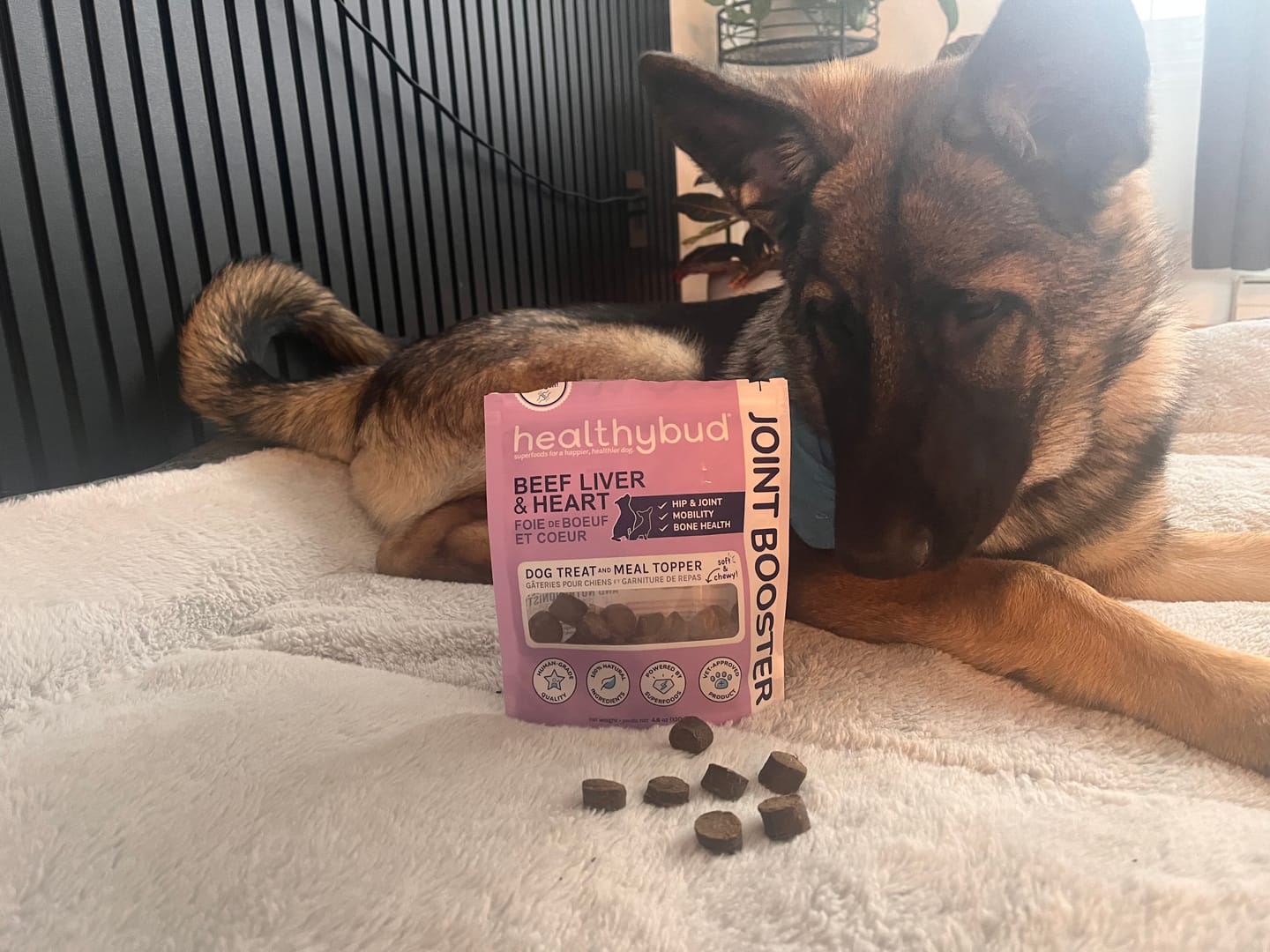 Customer photo review of Beef Joint Booster