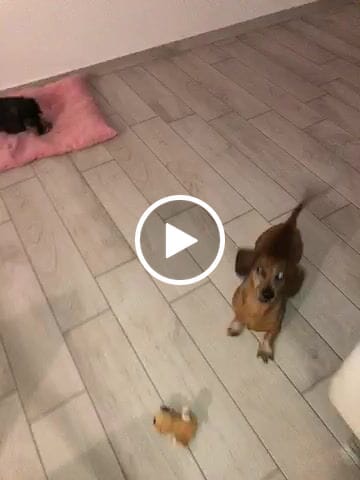 Customer video review of Power Move