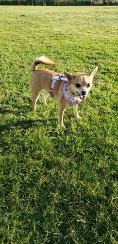 Customer photo review of Adjustable Harness – PPB Pastel Swirl