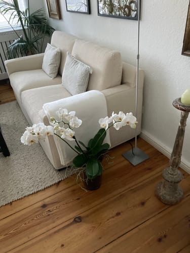 Customer photo review of Phalaenopsis XXL weiß mit 3+ Rispen