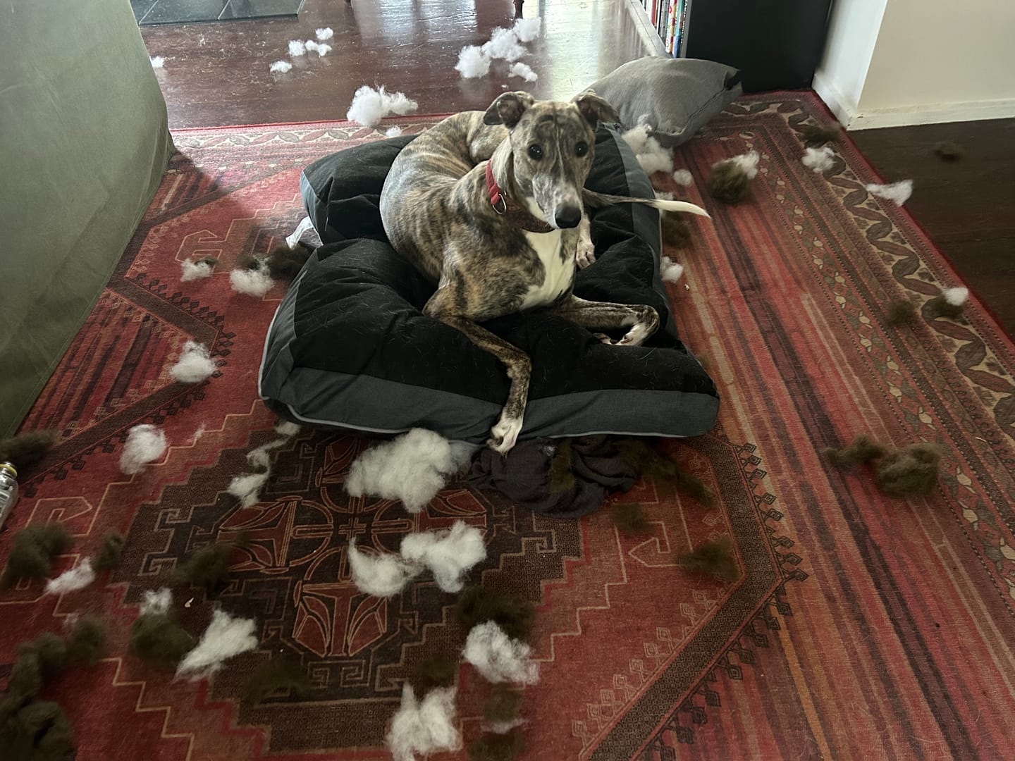 Customer photo review of Puppy Chews