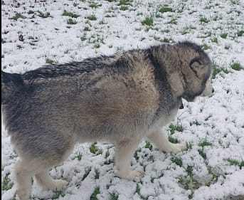 Customer photo review of Remote Training Collar System