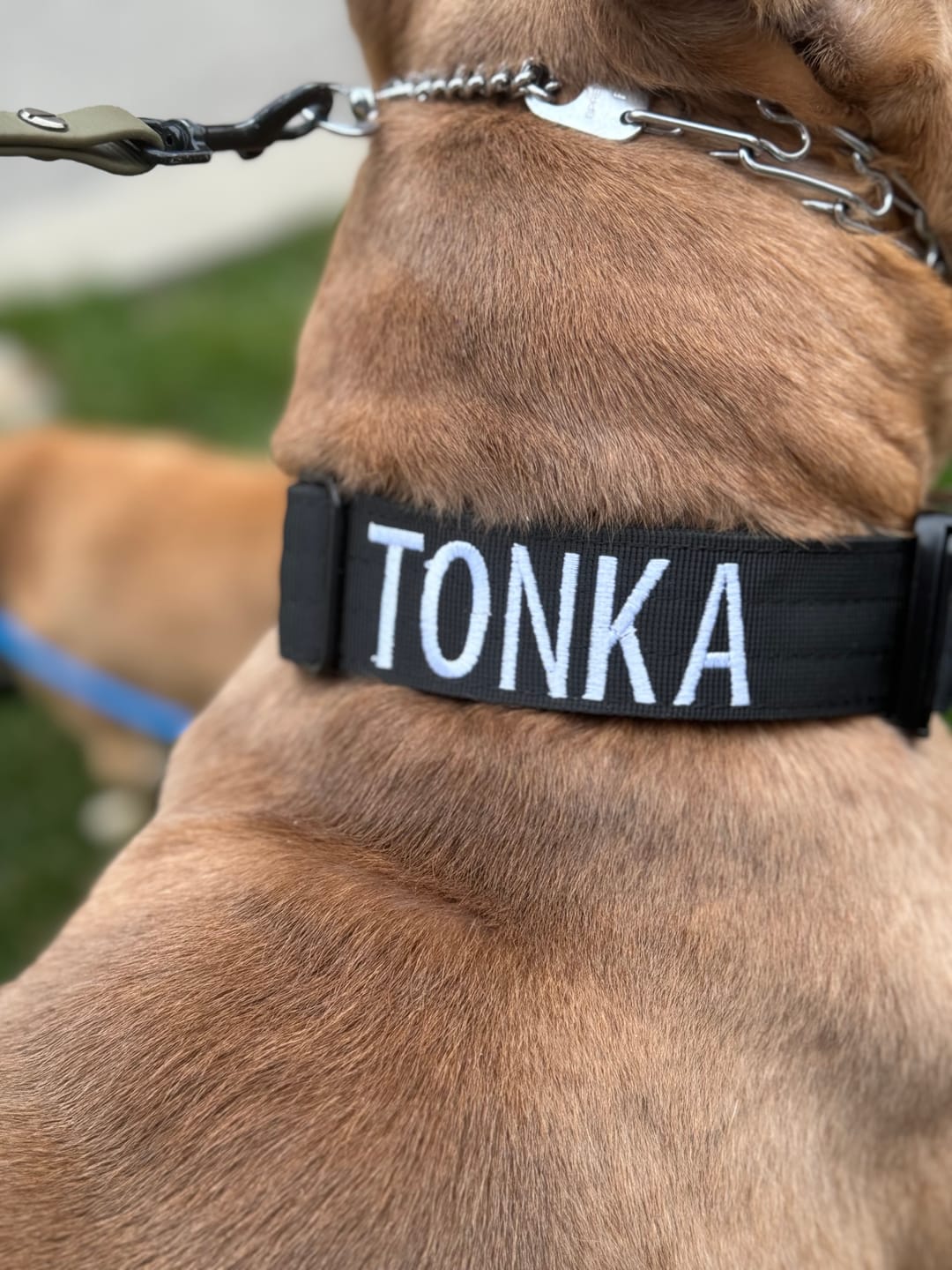 Customer photo review of 1.5" Tacti Slim Dog Collar- Black