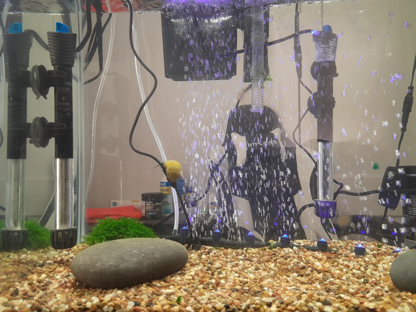 Customer photo review of Jade Mystery Snail