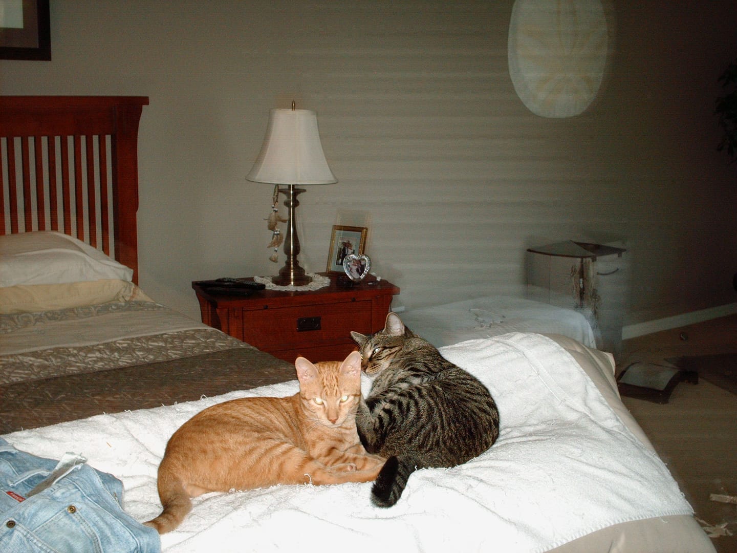 Customer photo review of Hyperthyroidism Supplement for Cats - Treats Cat Hyperthyroid, Patchy Hair Loss, and Helps Cat Weight Gain