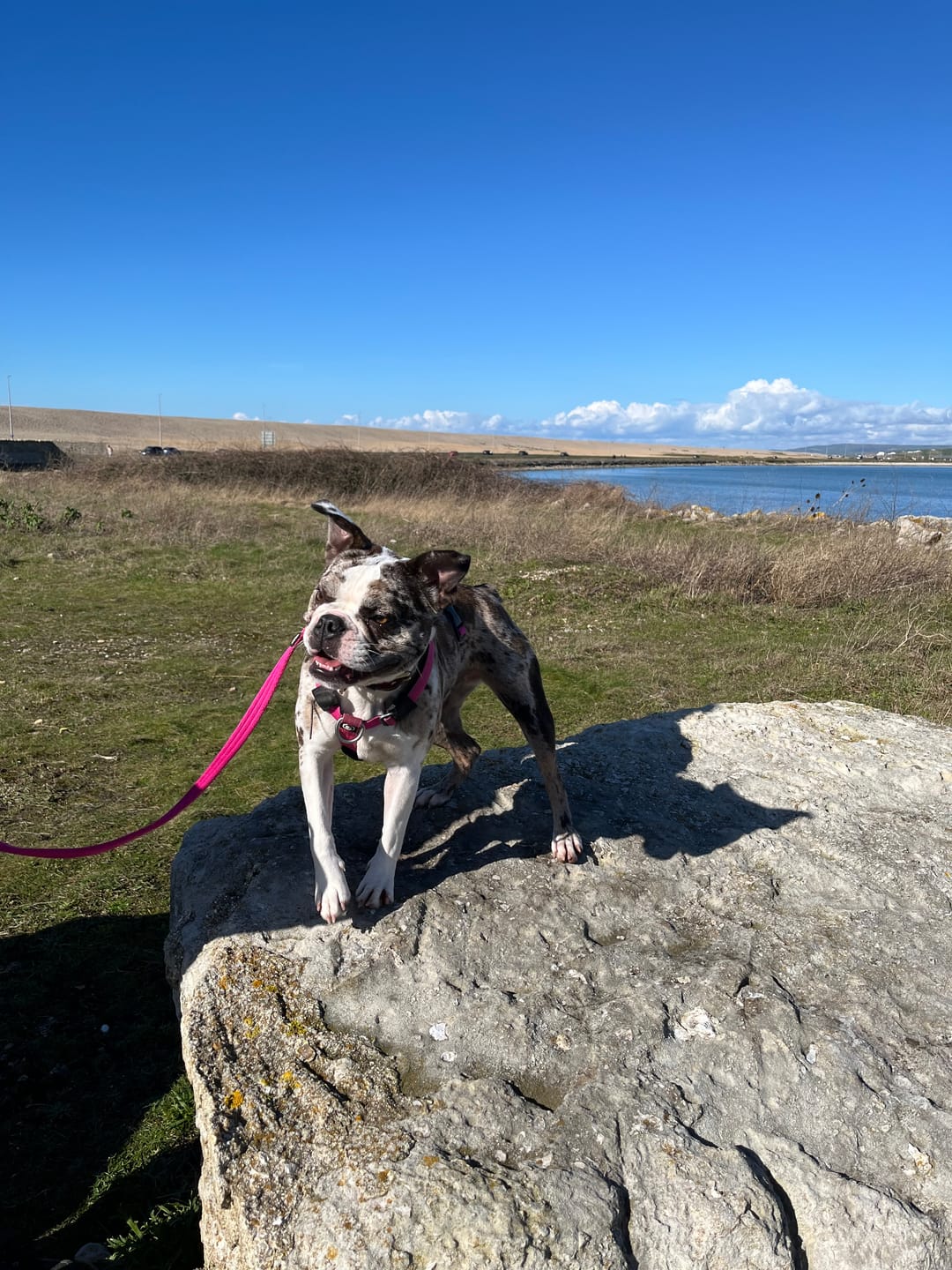 Customer photo review of Double Ended Training Lead | All Breeds - Durable & Soft 2m Lead - Magentas