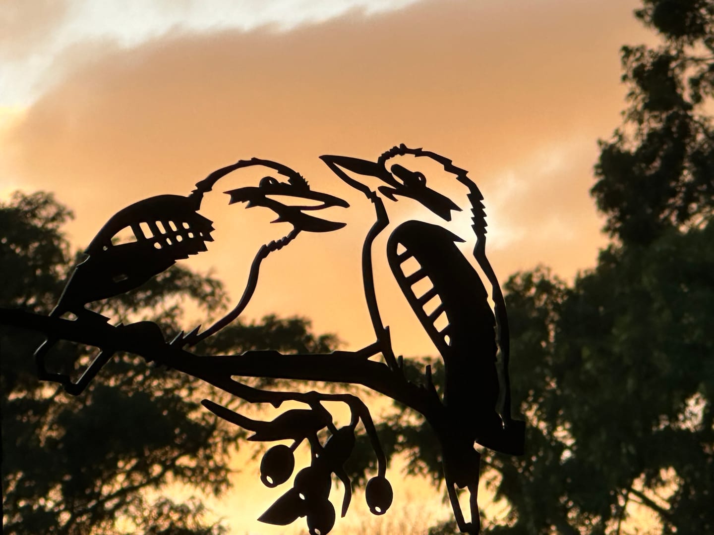 Customer photo review of Pair of Kookaburras