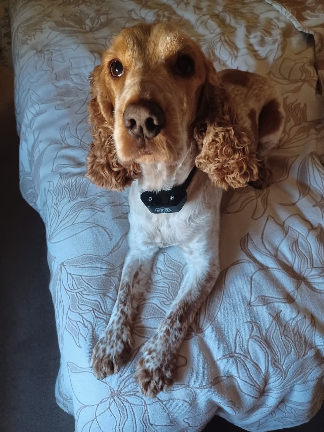 Customer photo review of Rechargeable Anti Bark Training Collar - Sound & Vibration - No Shock