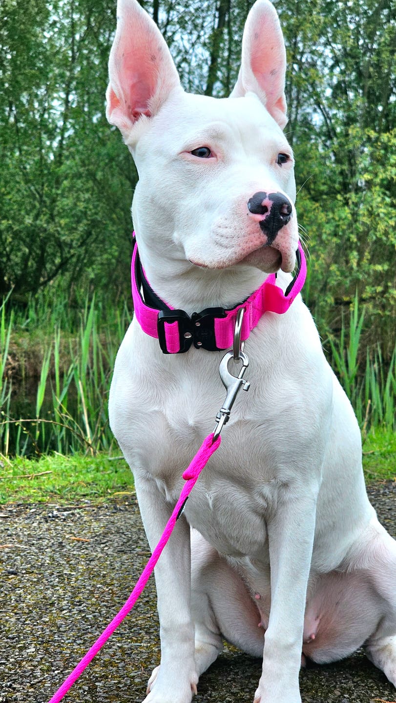 Customer photo review of 4cm Combat® Collar | With Handle & Rated Clip - Magenta v2.0