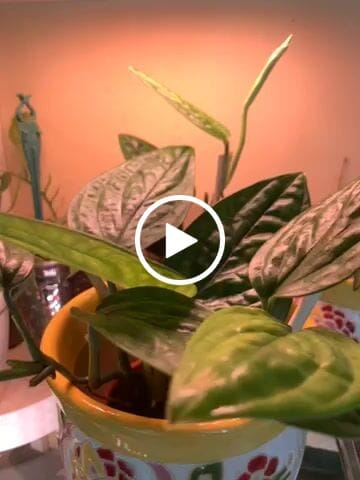Customer video review of Monstera sp. 'Peru'