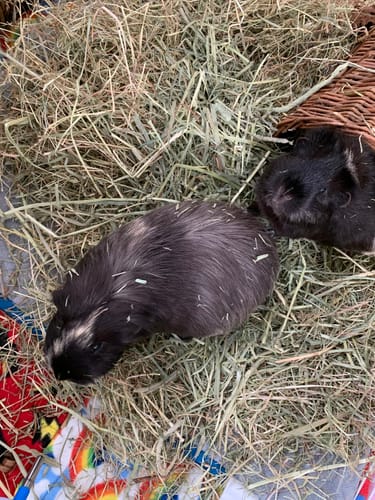 Customer photo review of Meadow Hay Box