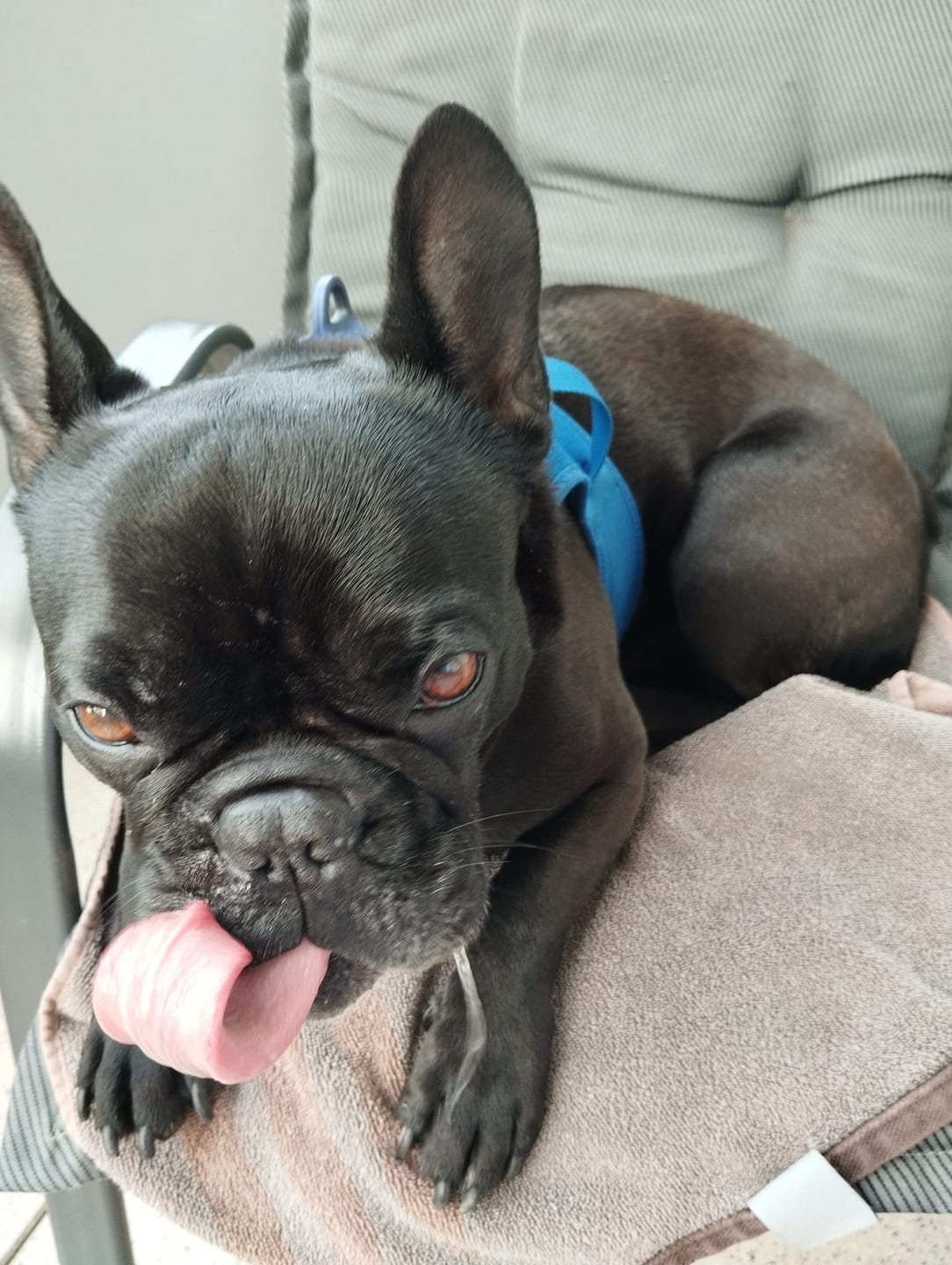 Customer photo review of Allergietest Pro Hund