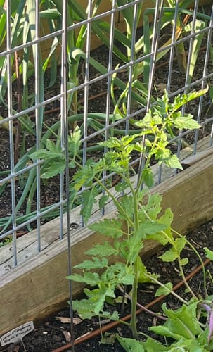 Customer photo review of Sweetie Pole Cherry Tomato Seeds