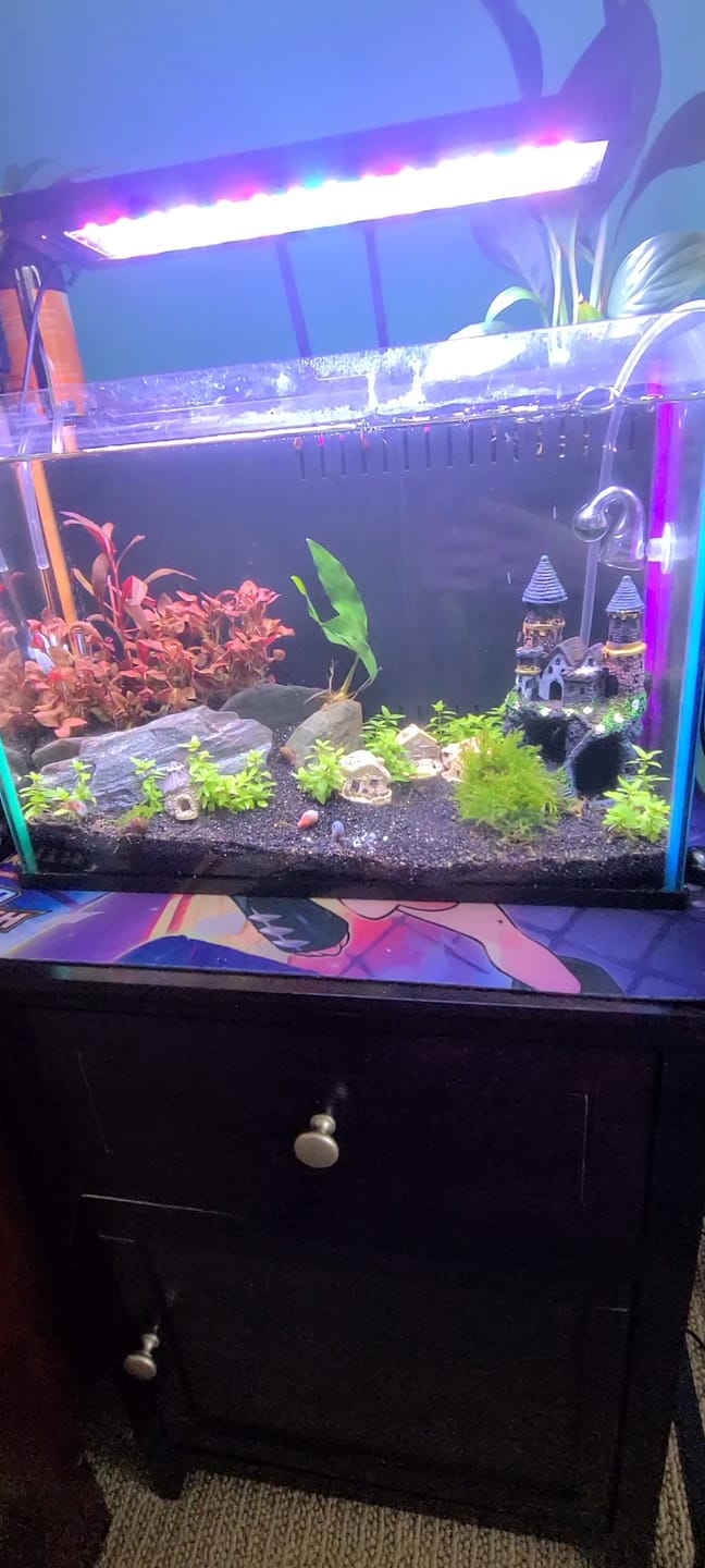 Customer photo review of RAMSHORN SNAILS (ASSORTED BLUE, PINK,GREY,GOLD)