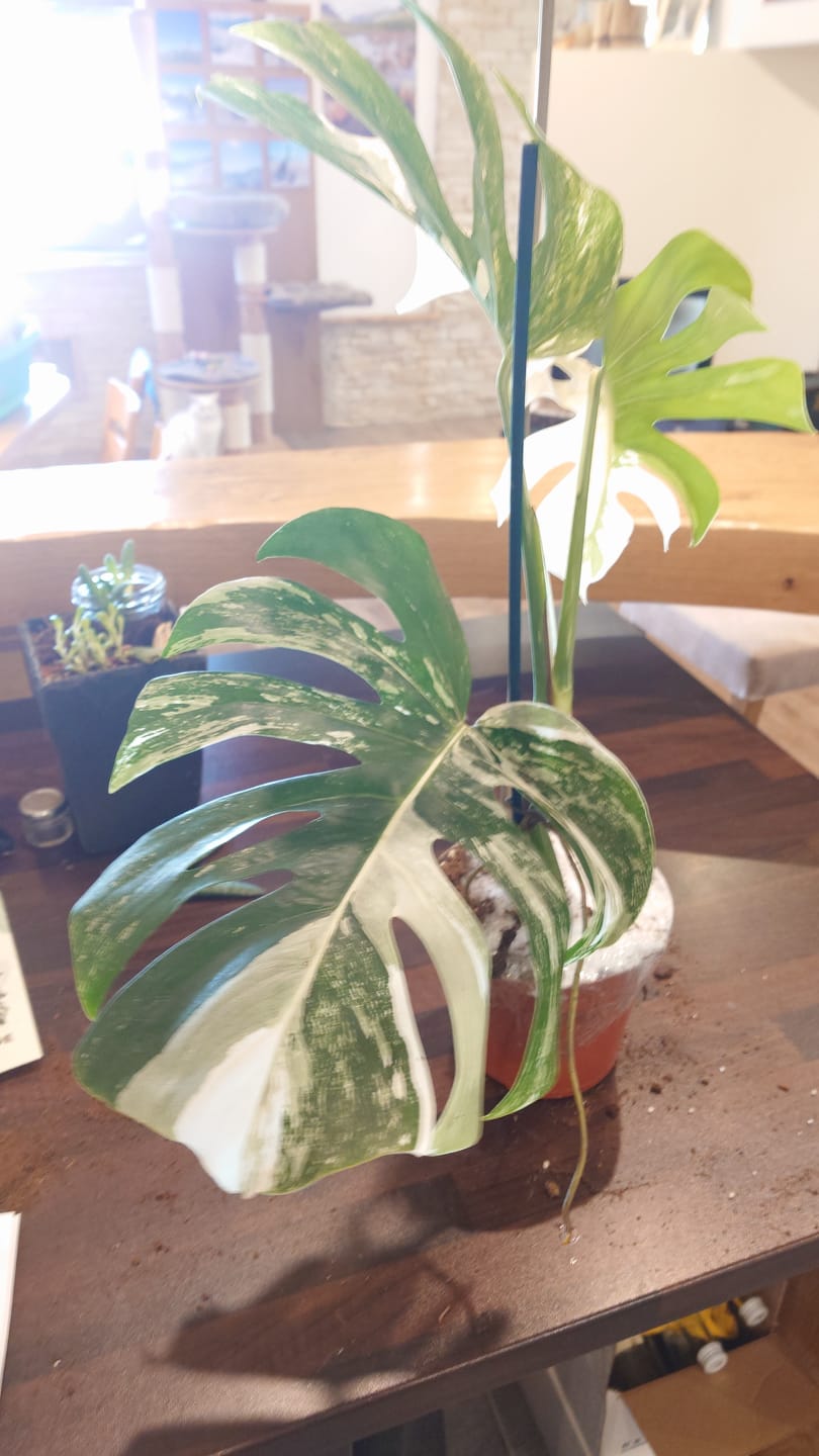 Customer photo review of Monstera Deliciosa Variegata M