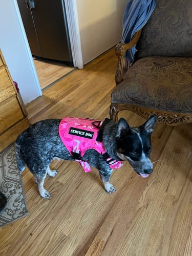 Customer photo review of Classic Heavy-Duty Tactical No-Pull Team K9™ Dog Harness With Front & Back D-Rings, Quick-Release Metal-Buckles, Hook & Loop Panels, & Top Handle