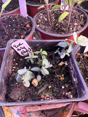 Customer photo review of Eucalyptus Silver Drop