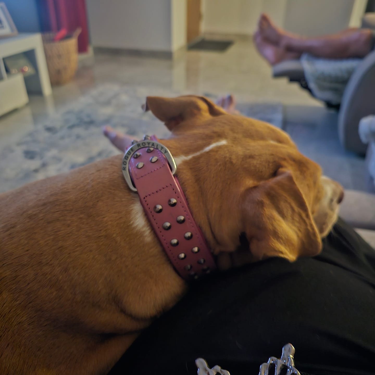 Customer photo review of Hand Made Leather Dog Collar- RuffNeck Pink & Chrome (Regular Fit)