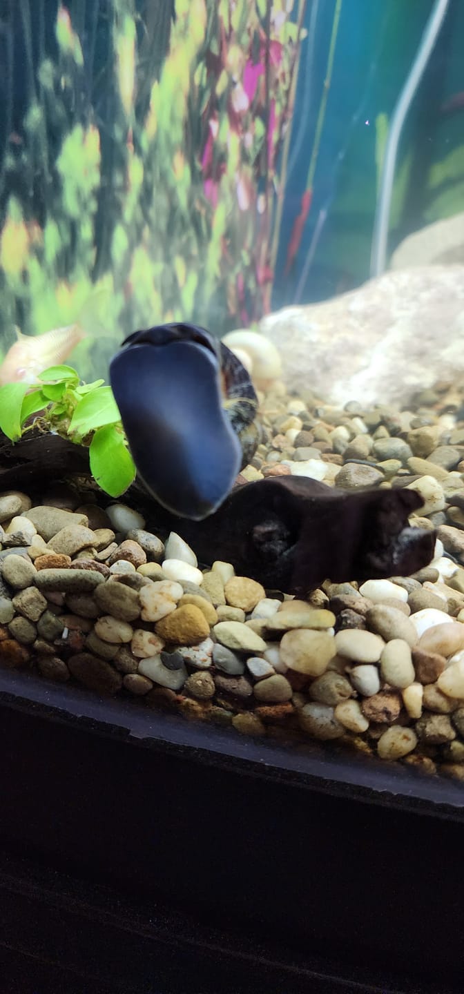 Customer photo review of Mystery Snail Mix (3 pack)