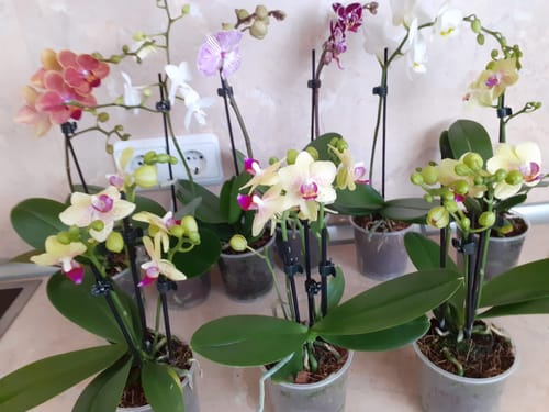 Customer photo review of Table Dance Orchideen Farbmix mit 1 Stiel im 6er Set