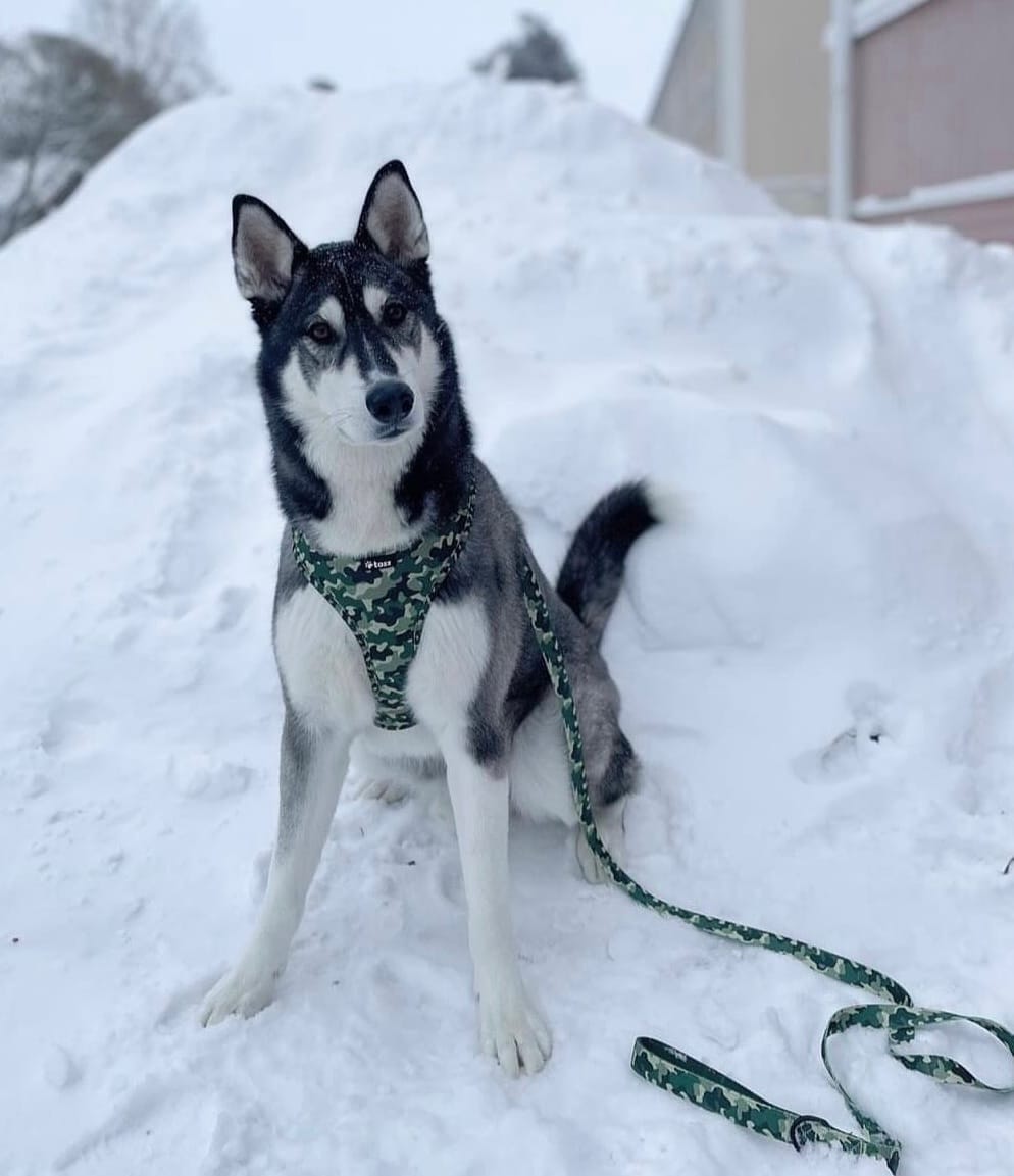 Customer photo review of Koppel - Green Camo