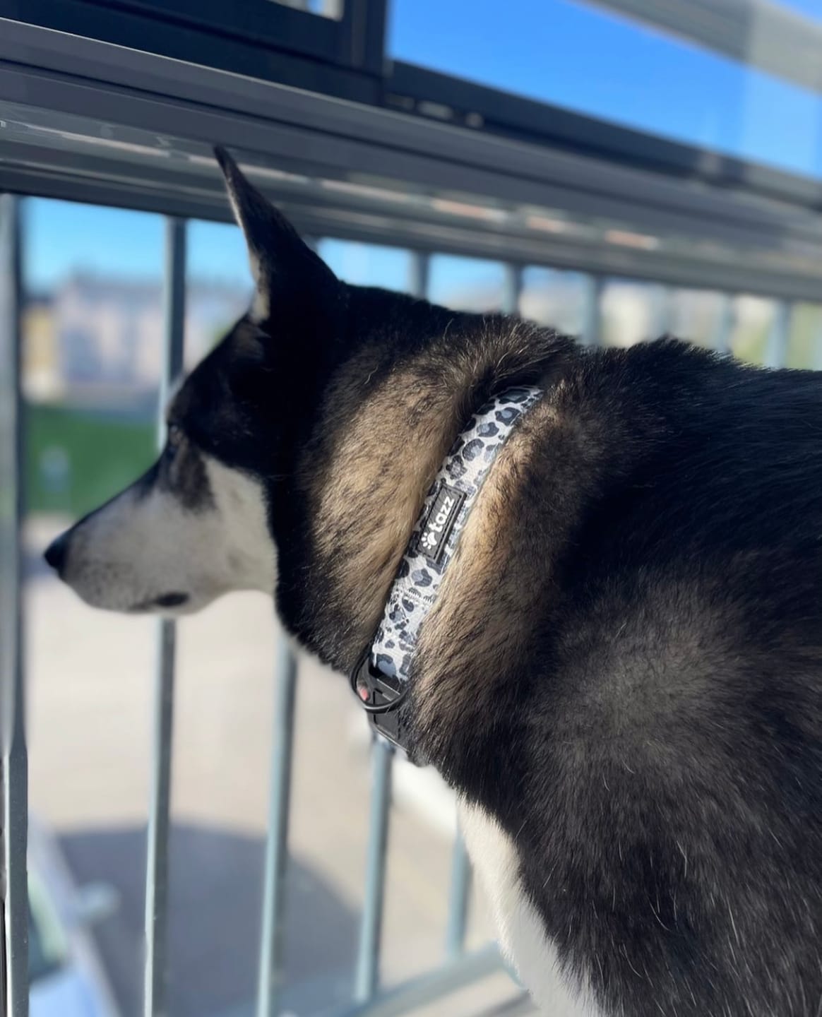 Customer photo review of Halsband - Grey Camo