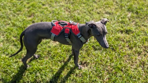 Customer photo review of Sighthound Escape Proof Harness