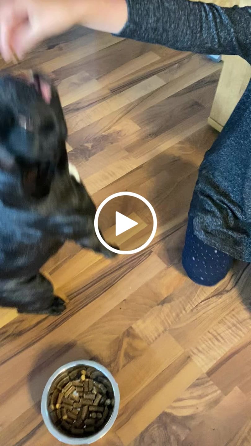 Customer video review of Hundefutter Complete +10 Superfoods