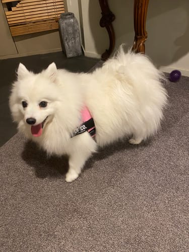 Customer photo review of Dog Harness