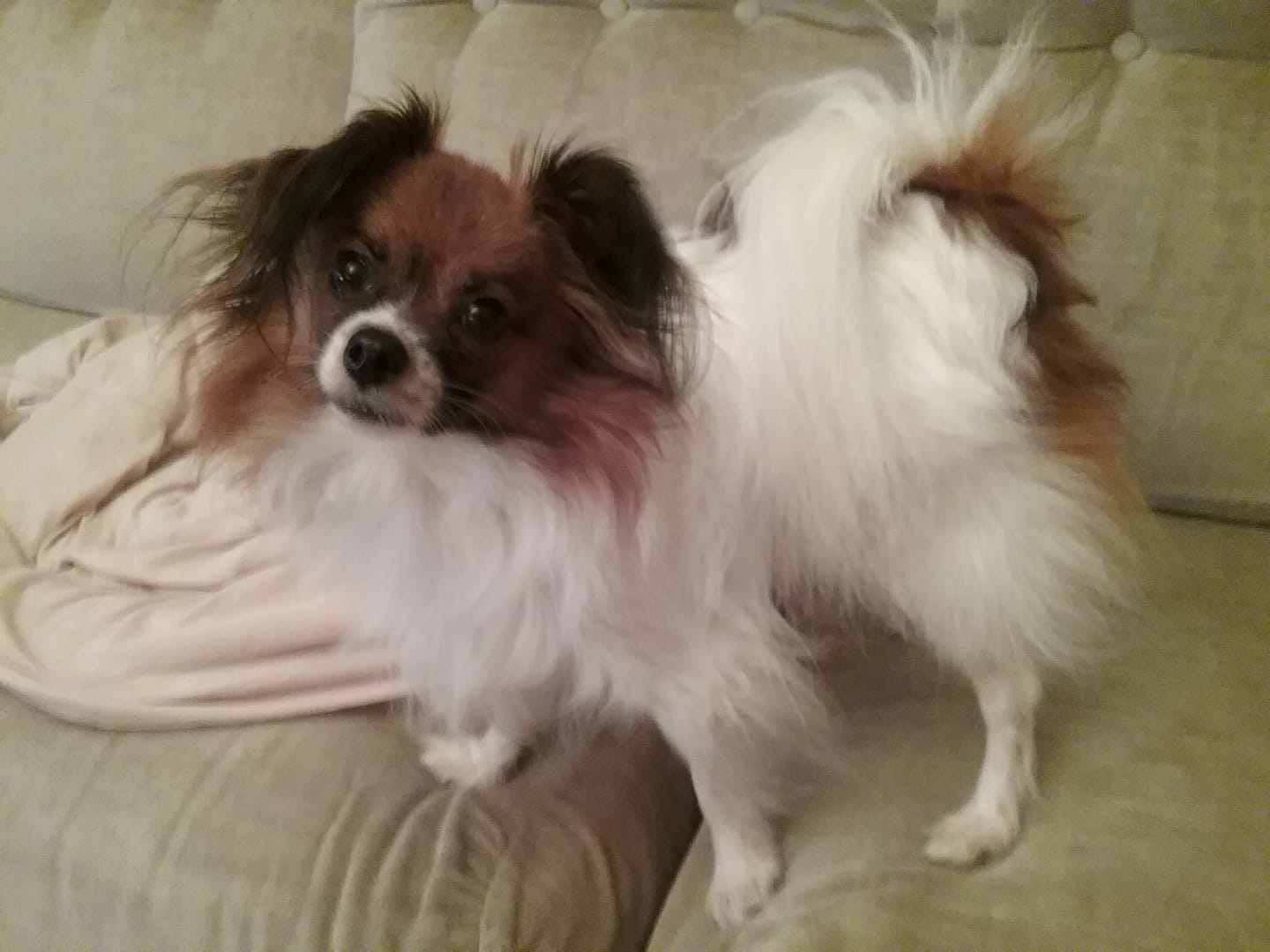 Customer photo review of Pâtées riches en volaille& aux petits pois (chien adulte)