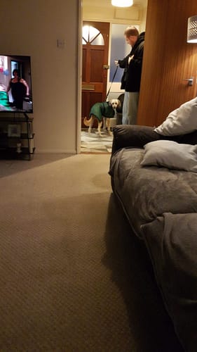 Customer photo review of Vetra - Warm Sighthound Coat with Zip Harness Hole