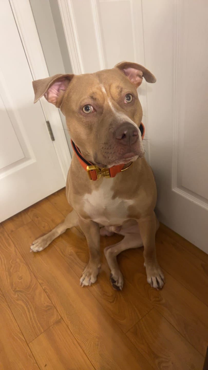 Customer photo review of 2" Tacti Luxe Dog Collar - Gold Cognac