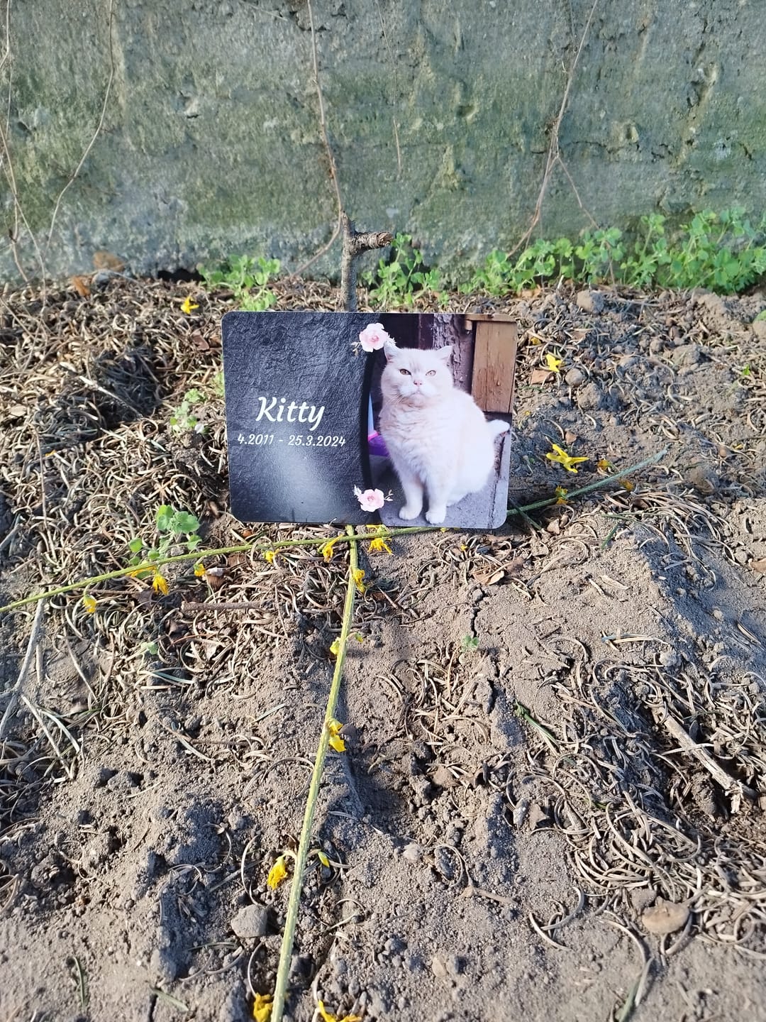 Customer photo review of Katzen Gedenktafel mit Foto & Spruch (UV- & Wetterfest)