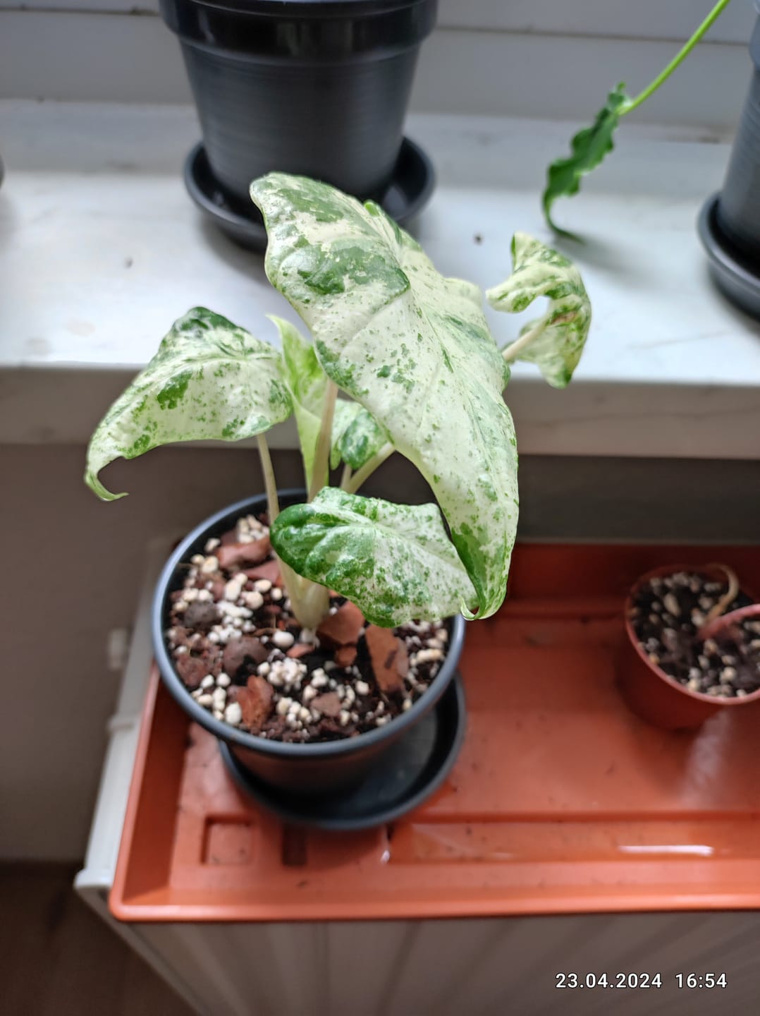 Customer photo review of ALOCASIA MACRORRHIZA SPLASH