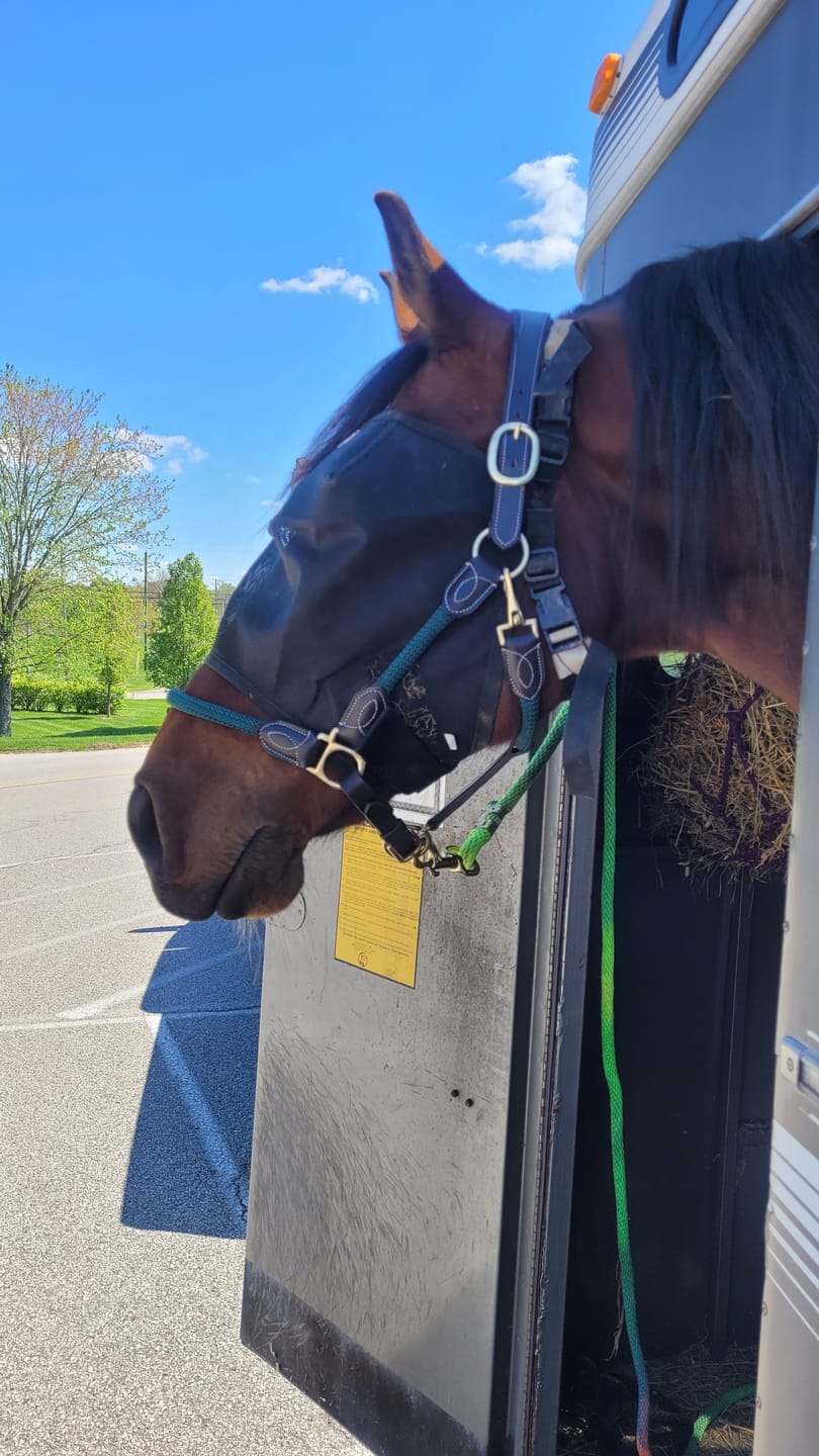Customer photo review of EquiVizor Fly Mask - Standard