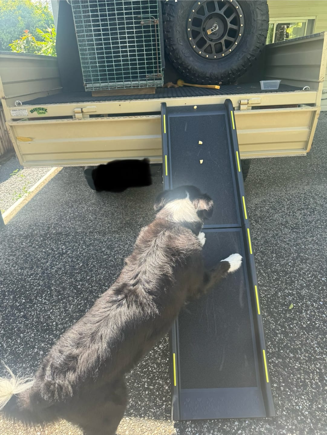 Customer photo review of Pawz Pet Ramp with Reflective Strip
